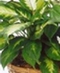 Green and Blooming Plants