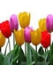 Spring Flowers