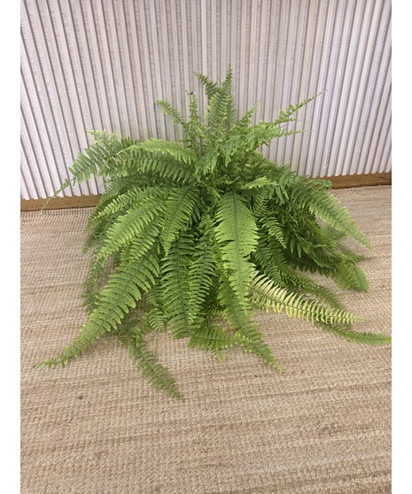 Hanging Fern Plant