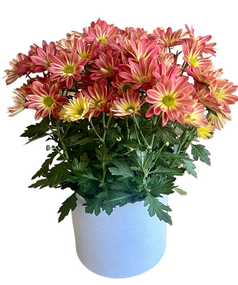 Autumn Mum