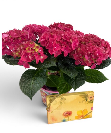 Blooming Hydrangea & Chocolates!