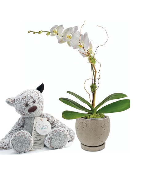 Giving Bear Orchid Set