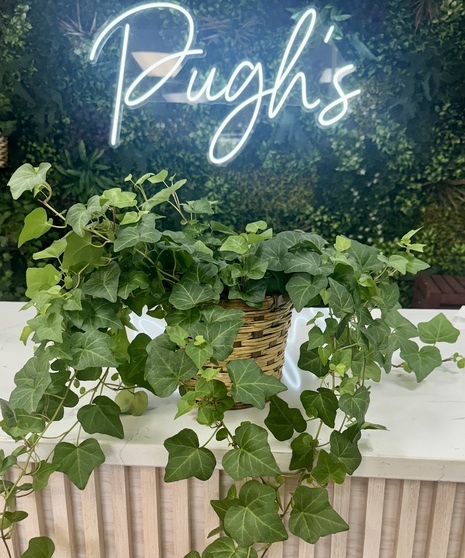 Ivy Plant