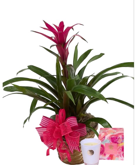 Tropical Bromeliad Package