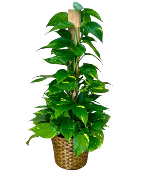 Climbing Pothos Plant