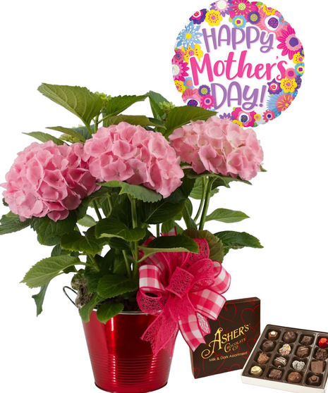 Mom's Hydrangea Package