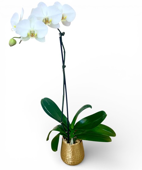 Phalaenopsis Orchid