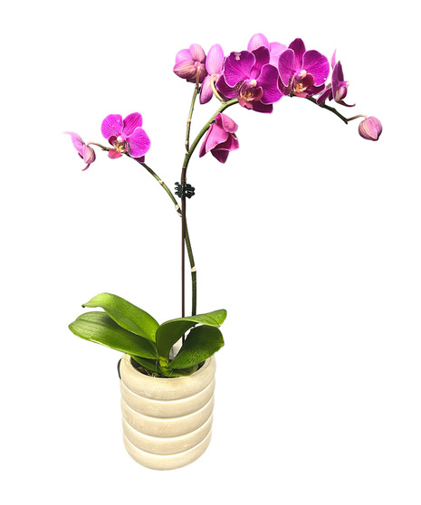Mini Orchid