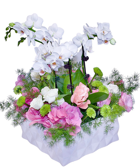 Elegant Orchid Garden