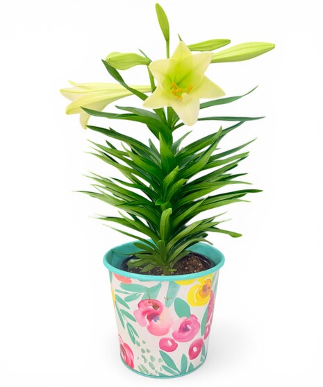 Easter Lily