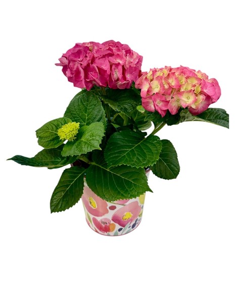Blooming Pink Hydrangea