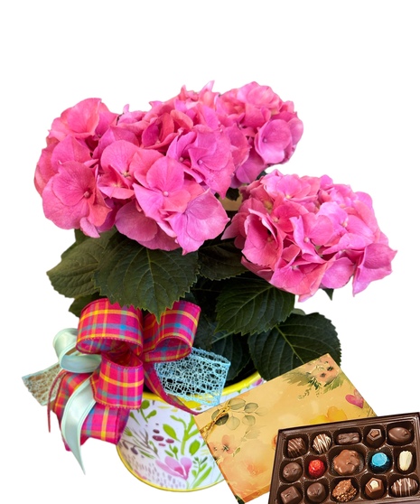 Blooming Hydrangea & Chocolates
