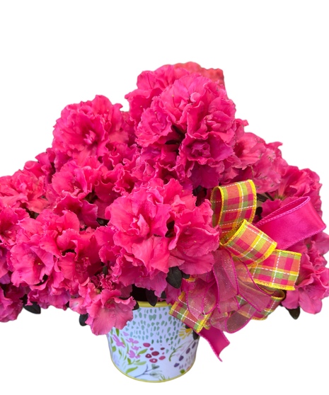 Blooming Azalea Plant