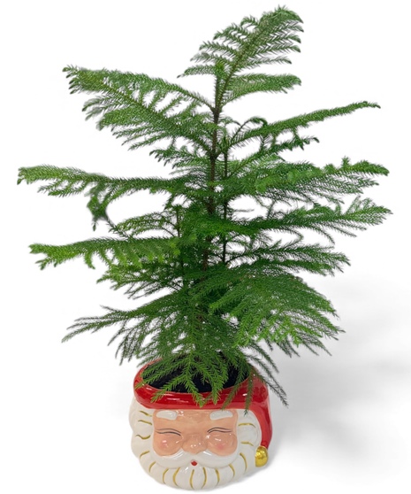 Santa's Norfolk Pine
