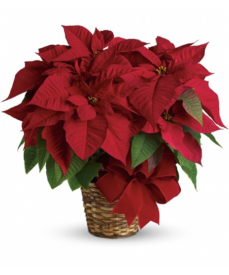 Classic Poinsettia