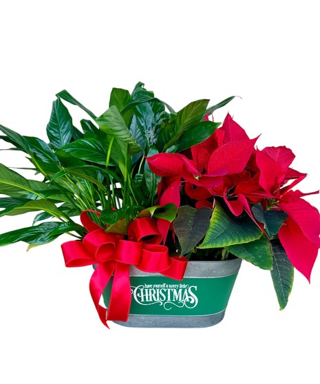 Holiday Harmony Planter