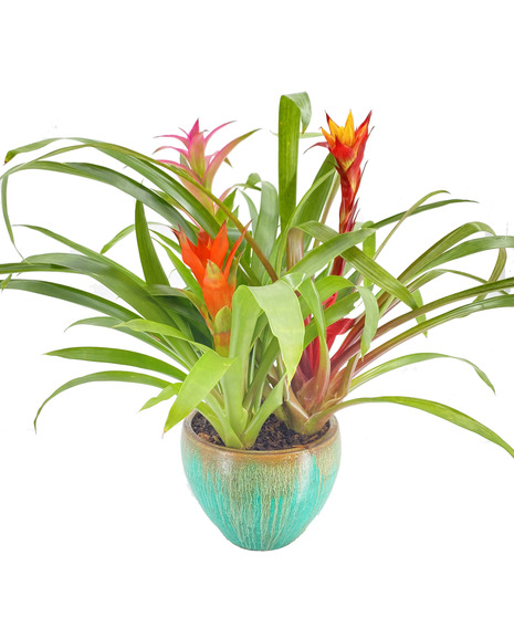 Triple Bromeliad