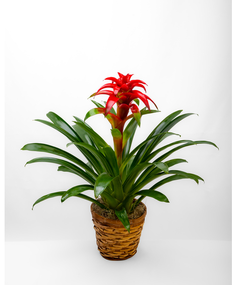 Tropical Blooming Bromeliad Plant