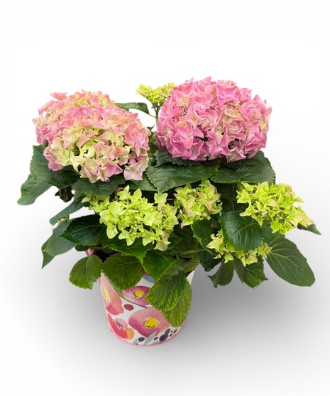 Blooming  Hydrangea Plant