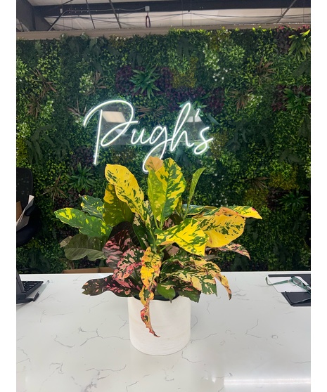 Croton in White Pot
