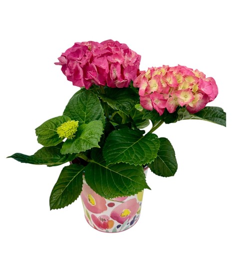 Blooming Pink Hydrangea