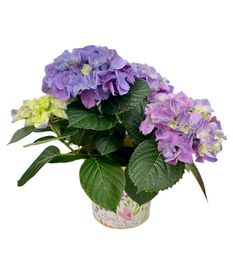 Cheerful Blooming Hydrangea