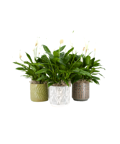 Peace Lily Plant For Home Or Office