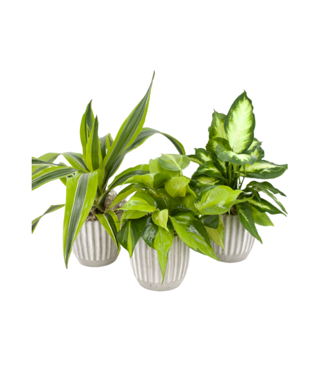 Plants