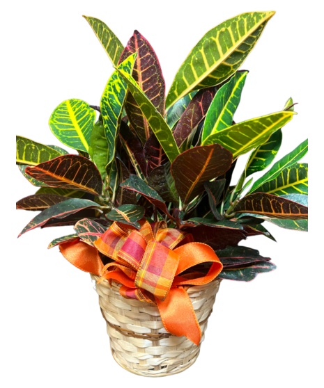 Croton Plant