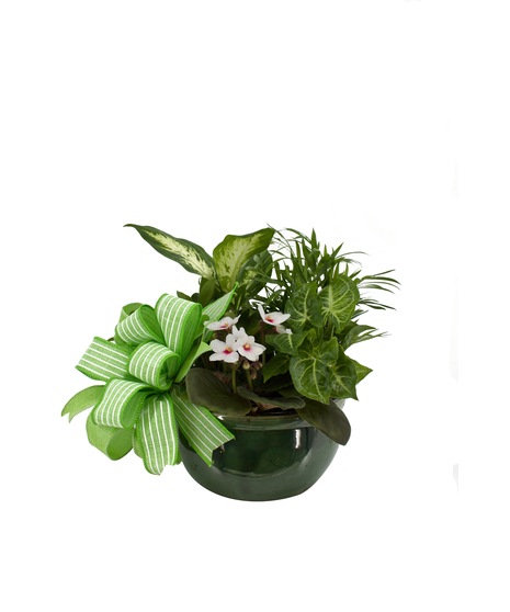Dish Garden, Green Plants, Flowering Plants