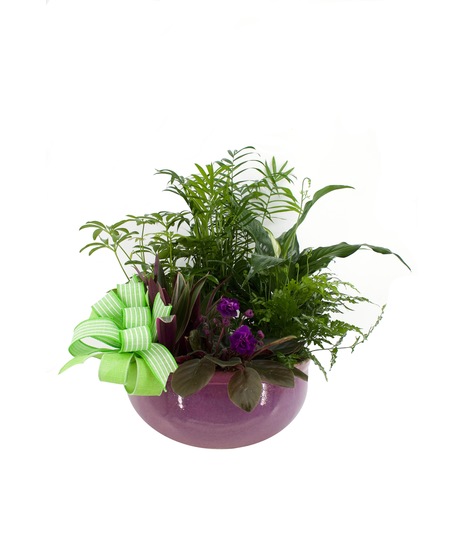 Dish Garden, Green Plants, Flowering Plants
