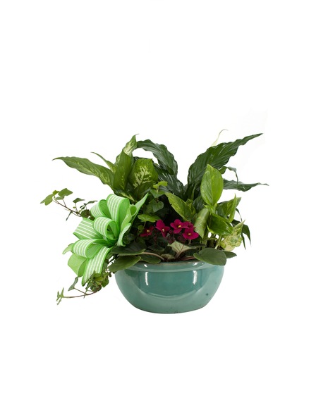 Dish Garden, Green Plants, Flowering Plants