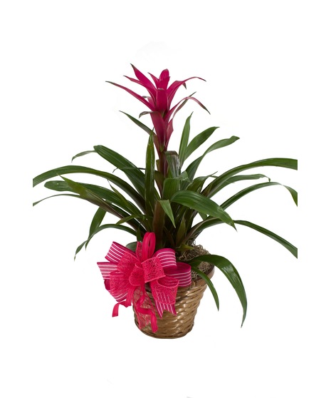 Flowering Plants