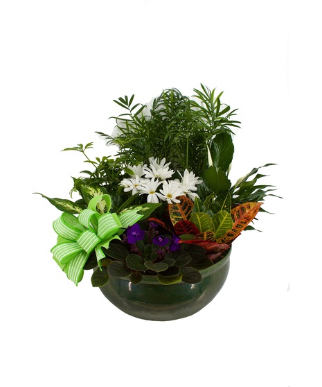 Dish Garden, Green Plants, Flowering Plants