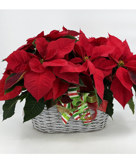 Double Poinsettia Garden