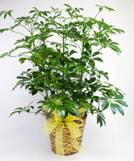 Green Schefflera