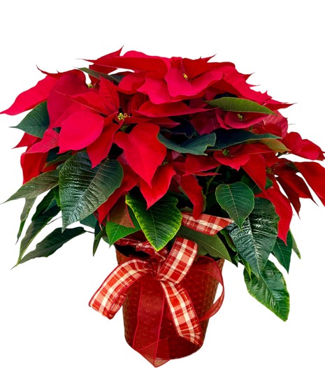 Classic Poinsettia